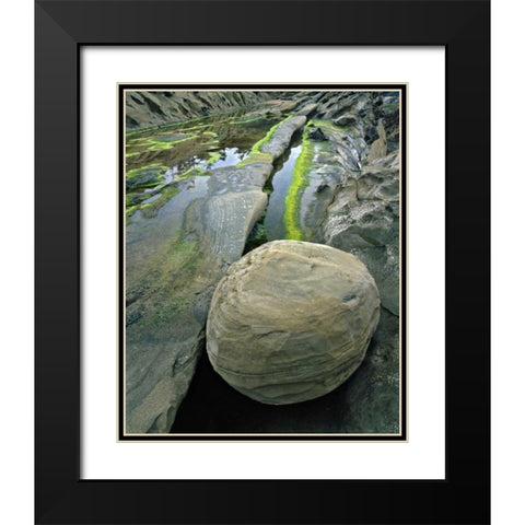 Oregon, Shore Acres SP Smooth sandstone boulder Black Modern Wood Framed Art Print with Double Matting by Terrill, Steve