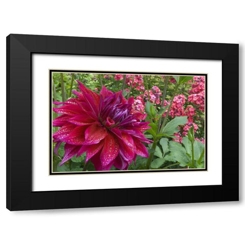 OR, Portland Dahlia and phlox with droplets Black Modern Wood Framed Art Print with Double Matting by Bush, Marie