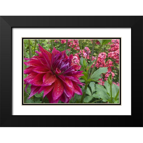 OR, Portland Dahlia and phlox with droplets Black Modern Wood Framed Art Print with Double Matting by Bush, Marie