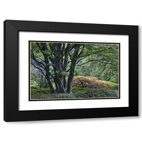 Oregon, Portland, Green lush garden scenic Black Modern Wood Framed Art Print with Double Matting by Bush, Marie