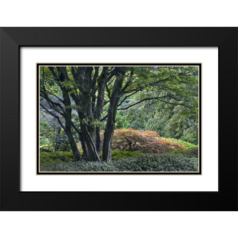 Oregon, Portland, Green lush garden scenic Black Modern Wood Framed Art Print with Double Matting by Bush, Marie