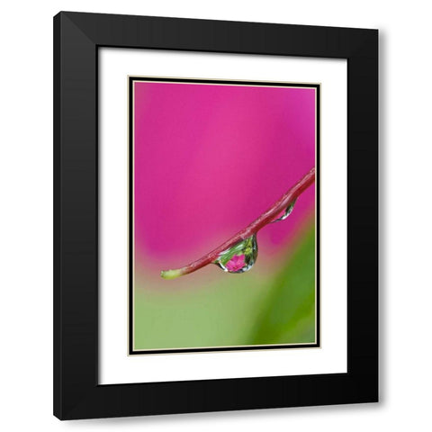 Oregon, Shore Acres Water droplet reflection Black Modern Wood Framed Art Print with Double Matting by Rotenberg, Nancy