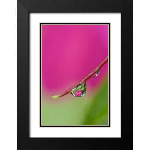 Oregon, Shore Acres Water droplet reflection Black Modern Wood Framed Art Print with Double Matting by Rotenberg, Nancy