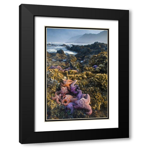 Oregon Starfish and sea stars at low tide Black Modern Wood Framed Art Print with Double Matting by Rotenberg, Nancy
