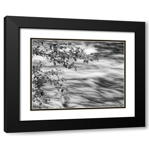 OR, Cascade Range Branches over McKenzie River Black Modern Wood Framed Art Print with Double Matting by Flaherty, Dennis