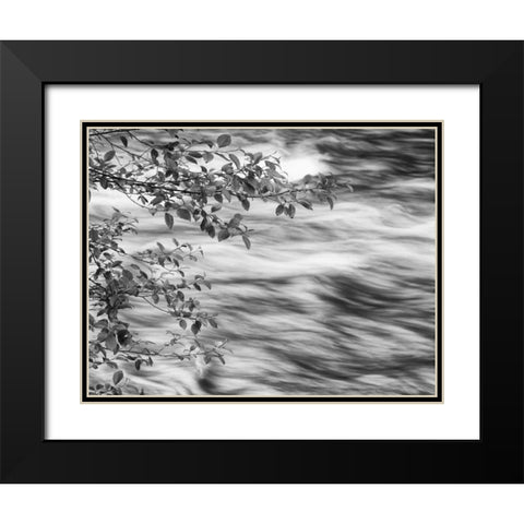 OR, Cascade Range Branches over McKenzie River Black Modern Wood Framed Art Print with Double Matting by Flaherty, Dennis