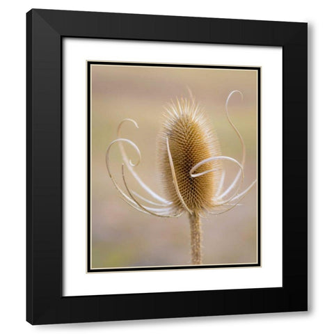 Oregon, Malheur NWR Dried teasel plant Black Modern Wood Framed Art Print with Double Matting by Paulson, Don