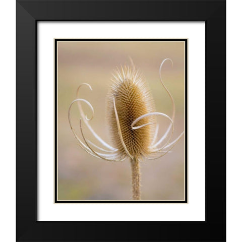 Oregon, Malheur NWR Dried teasel plant Black Modern Wood Framed Art Print with Double Matting by Paulson, Don