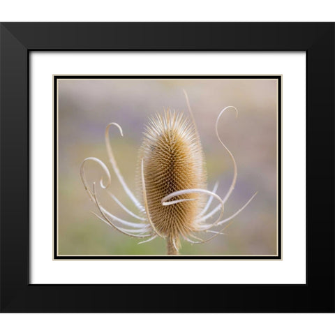 Oregon, Malheur NWR Dried teasel plant Black Modern Wood Framed Art Print with Double Matting by Paulson, Don