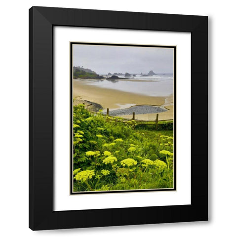 OR, Ecola SP Cow parsnip near Indian Beach Black Modern Wood Framed Art Print with Double Matting by Carter, Jean