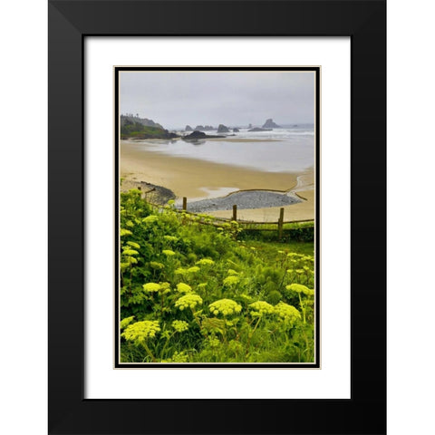OR, Ecola SP Cow parsnip near Indian Beach Black Modern Wood Framed Art Print with Double Matting by Carter, Jean