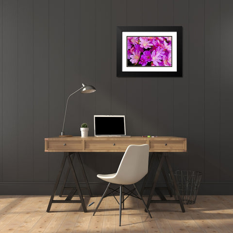 USA, Oregon Columbian lewisia flowers close-up Black Modern Wood Framed Art Print with Double Matting by Carter, Jean