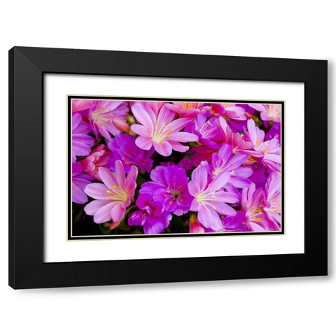 USA, Oregon Columbian lewisia flowers close-up Black Modern Wood Framed Art Print with Double Matting by Carter, Jean
