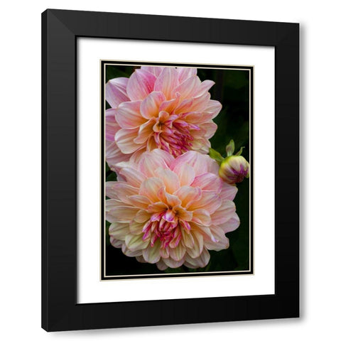 Oregon, Shore Acres SP Dahlia flowers Black Modern Wood Framed Art Print with Double Matting by Carter, Jean