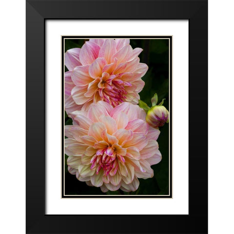 Oregon, Shore Acres SP Dahlia flowers Black Modern Wood Framed Art Print with Double Matting by Carter, Jean