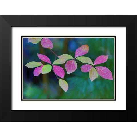 OR, Rogue River Wilderness Wild dogwood leaves Black Modern Wood Framed Art Print with Double Matting by Carter, Jean