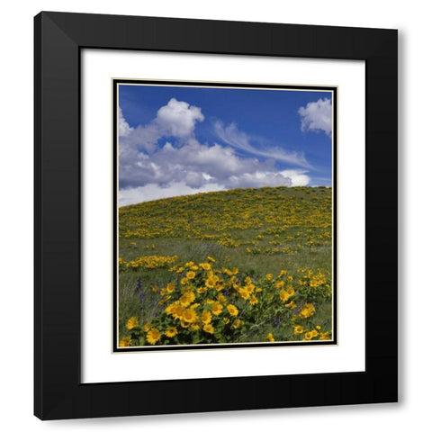 OR, Columbia Gorge Balsamroot and lupine Black Modern Wood Framed Art Print with Double Matting by Terrill, Steve