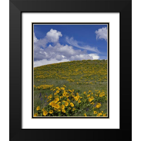 OR, Columbia Gorge Balsamroot and lupine Black Modern Wood Framed Art Print with Double Matting by Terrill, Steve