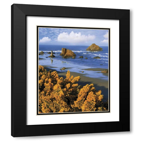 Oregon, Bandon Face Rock and wild gorse plants Black Modern Wood Framed Art Print with Double Matting by Terrill, Steve