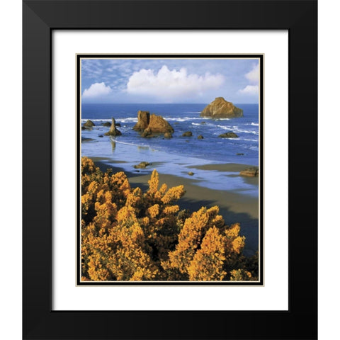 Oregon, Bandon Face Rock and wild gorse plants Black Modern Wood Framed Art Print with Double Matting by Terrill, Steve