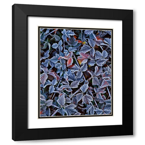 USA, Oregon Frost on wild blackberry bush Black Modern Wood Framed Art Print with Double Matting by Terrill, Steve