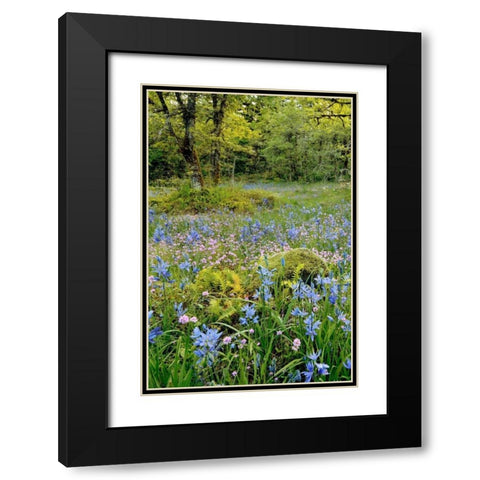 Oregon, Flowers in Camassia Natural Area Black Modern Wood Framed Art Print with Double Matting by Terrill, Steve