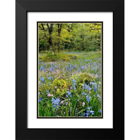 Oregon, Flowers in Camassia Natural Area Black Modern Wood Framed Art Print with Double Matting by Terrill, Steve