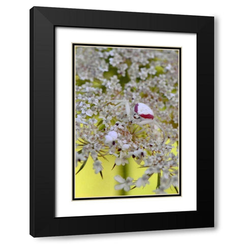 USA, Oregon Crab spider on wild carrot bloom Black Modern Wood Framed Art Print with Double Matting by Terrill, Steve