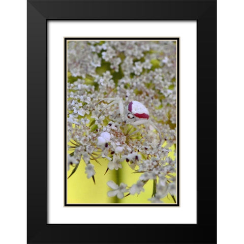 USA, Oregon Crab spider on wild carrot bloom Black Modern Wood Framed Art Print with Double Matting by Terrill, Steve