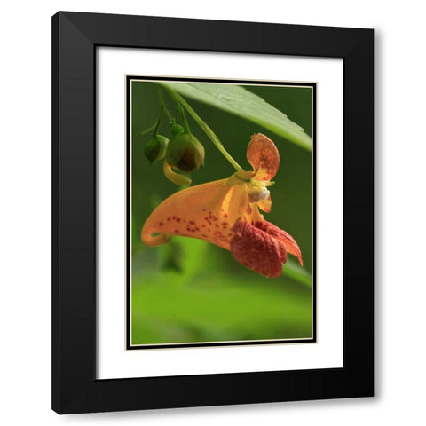 Oregon, Oregon Close-up of jewelweed flower Black Modern Wood Framed Art Print with Double Matting by Terrill, Steve