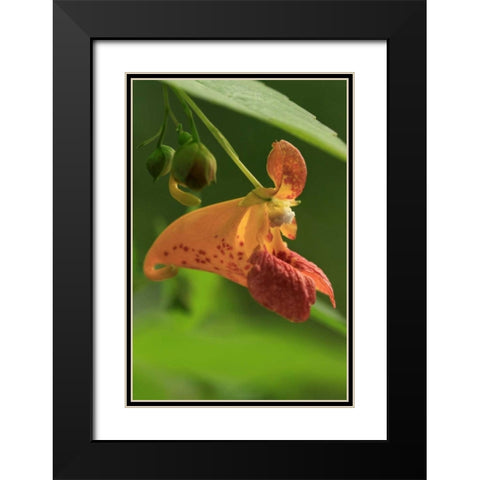 Oregon, Oregon Close-up of jewelweed flower Black Modern Wood Framed Art Print with Double Matting by Terrill, Steve