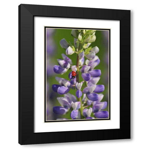 USA, Oregon Ladybug on lupine flower Black Modern Wood Framed Art Print with Double Matting by Terrill, Steve
