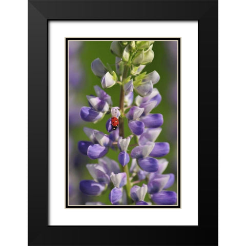 USA, Oregon Ladybug on lupine flower Black Modern Wood Framed Art Print with Double Matting by Terrill, Steve