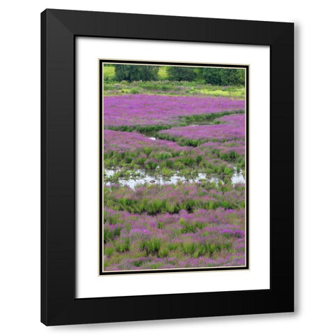 OR, Oaks Bottom Purple loosestrife in marsh Black Modern Wood Framed Art Print with Double Matting by Terrill, Steve