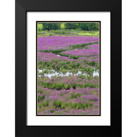 OR, Oaks Bottom Purple loosestrife in marsh Black Modern Wood Framed Art Print with Double Matting by Terrill, Steve
