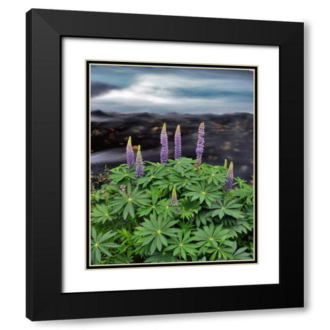USA, Oregon Lupine next to Metolius River Black Modern Wood Framed Art Print with Double Matting by Terrill, Steve