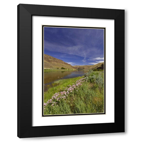 USA, Oregon Milkweed along the John Day River Black Modern Wood Framed Art Print with Double Matting by Terrill, Steve