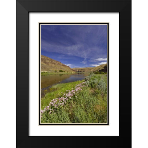 USA, Oregon Milkweed along the John Day River Black Modern Wood Framed Art Print with Double Matting by Terrill, Steve