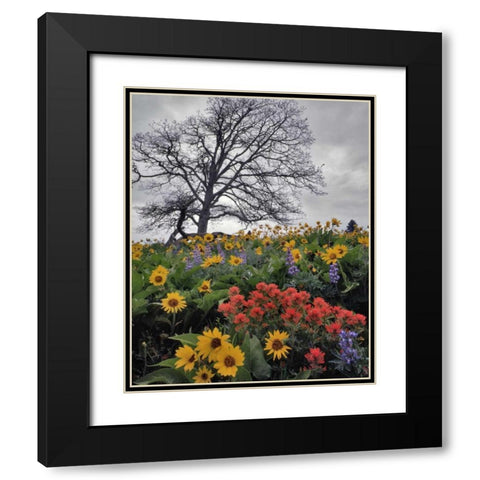 OR, Columbia Gorge NSA Oak tree and flowers Black Modern Wood Framed Art Print with Double Matting by Terrill, Steve