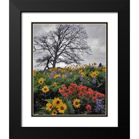 OR, Columbia Gorge NSA Oak tree and flowers Black Modern Wood Framed Art Print with Double Matting by Terrill, Steve