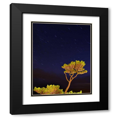 Oregon, Oceanside Pine tree against star trails Black Modern Wood Framed Art Print with Double Matting by Terrill, Steve