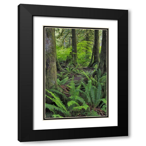 USA, Oregon Forest scenic Black Modern Wood Framed Art Print with Double Matting by Terrill, Steve