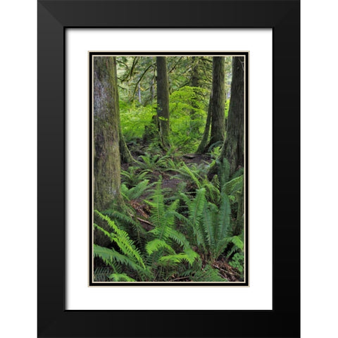 USA, Oregon Forest scenic Black Modern Wood Framed Art Print with Double Matting by Terrill, Steve