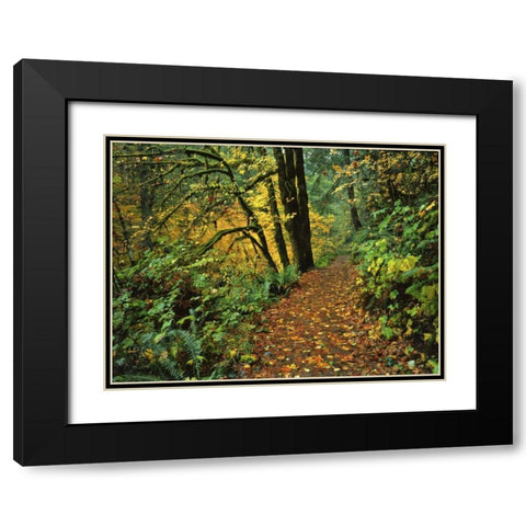 Oregon, Silver Falls SP Scenic park trail Black Modern Wood Framed Art Print with Double Matting by Terrill, Steve