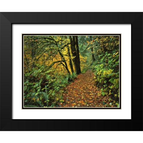 Oregon, Silver Falls SP Scenic park trail Black Modern Wood Framed Art Print with Double Matting by Terrill, Steve