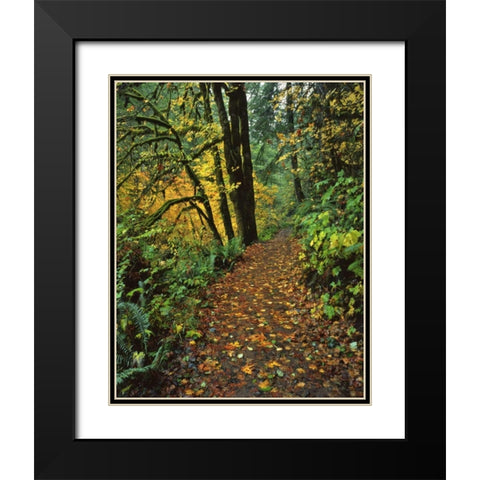 Oregon, Silver Falls SP Scenic park trail Black Modern Wood Framed Art Print with Double Matting by Terrill, Steve