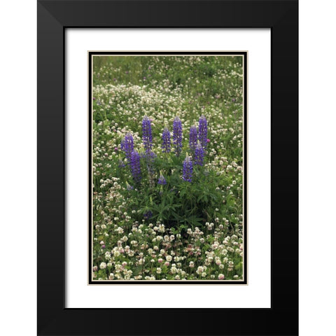USA, Oregon Lupine and clover in field Black Modern Wood Framed Art Print with Double Matting by Terrill, Steve