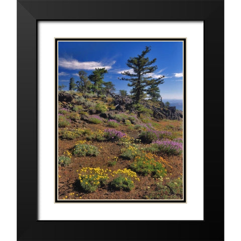 OR, Wallowa-Whitman NF Wildflower on Indian Rock Black Modern Wood Framed Art Print with Double Matting by Terrill, Steve