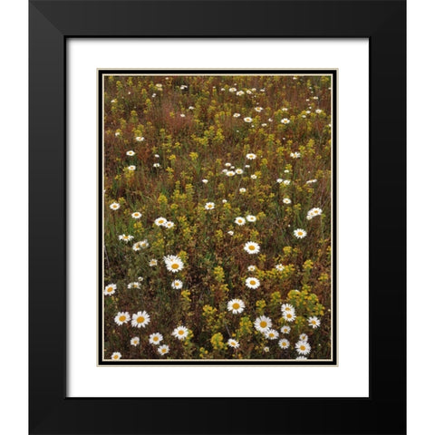 USA, Oregon Parentucellia and daisies in field Black Modern Wood Framed Art Print with Double Matting by Terrill, Steve