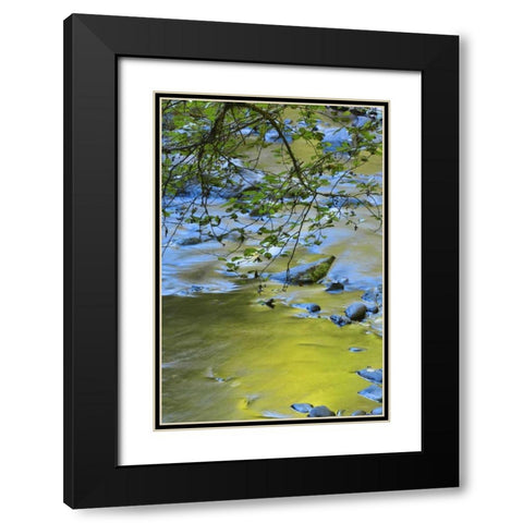Oregon Alder tree over South Fork Wilson River Black Modern Wood Framed Art Print with Double Matting by Terrill, Steve